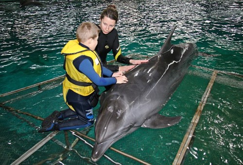 Aplankykite parodą „Žalgirio“ arenoje „Delfinai padeda gyventi!“